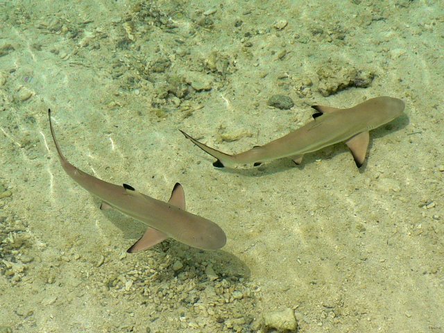 59- Bebes requins sur le rivage de Nao-Nao 